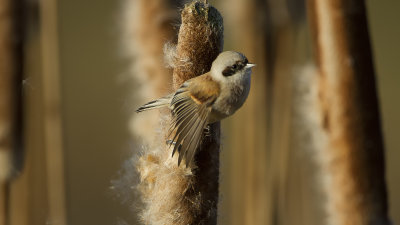 Buidelmees / Eurasian penduline tit