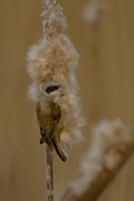 Buidelmees / Eurasian penduline tit