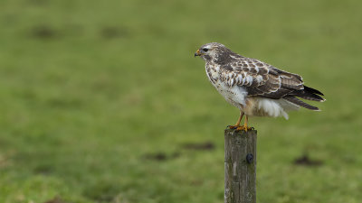 Common Buzzard / Buizerd