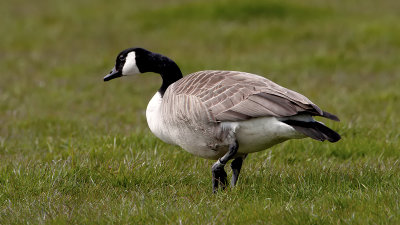 Canada Goose / Canadese gans