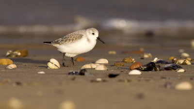 Sanderling / Drieteenstrandloper