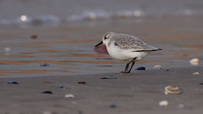 Sanderling / Drieteenstrandloper
