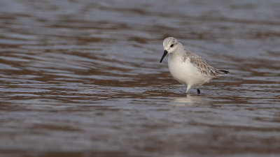 Sanderling / Drieteenstrandloper