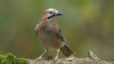 Eurasian jay / Vlaamse gaai