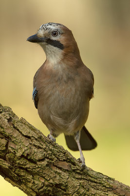 Eurasian jay / Vlaamse gaai