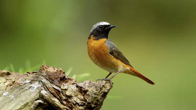 Common Redstart / Gekraagde Roodstaart