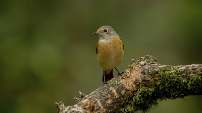 Common Redstart / Gekraagde Roodstaart