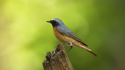 Common Redstart / Gekraagde Roodstaart