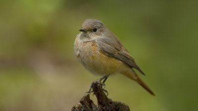 Common Redstart / Gekraagde Roodstaart
