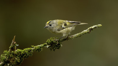 Goudhaan / Goldcrest