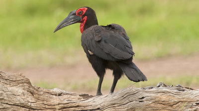 Southern Ground Hornbill / Zuidelijke Hoornraaf