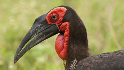 Southern Ground Hornbill / Zuidelijke Hoornraaf