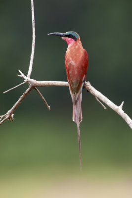 Zuidelijke karmijnrode bijeneter / Southern carmine bee-eater