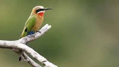 Witkapbijeneter / White-fronted bee-eater