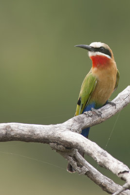 Witkapbijeneter / White-fronted bee-eater