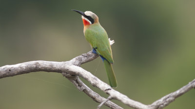 Witkapbijeneter / White-fronted bee-eater