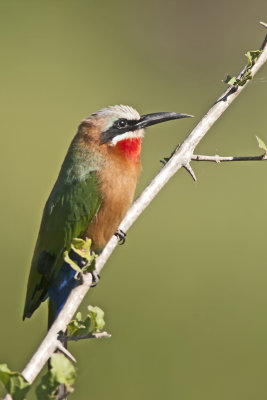Witkapbijeneter / White-fronted bee-eater