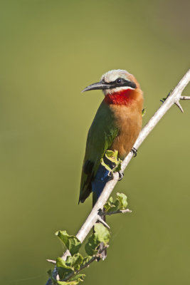 Witkapbijeneter / White-fronted bee-eater