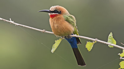 Witkapbijeneter / White-fronted bee-eater
