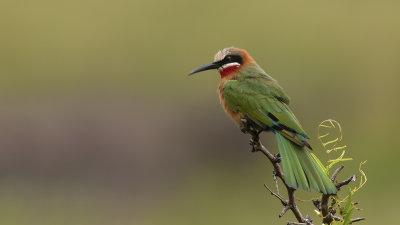 Witkapbijeneter / White-fronted bee-eater