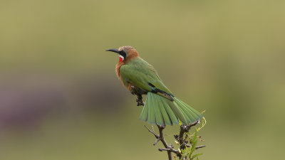 Witkapbijeneter / White-fronted bee-eater