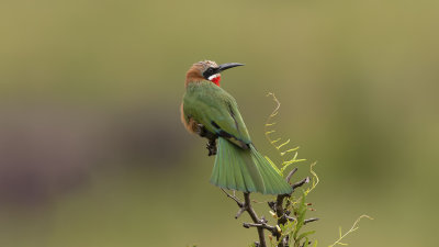 Witkapbijeneter / White-fronted bee-eater