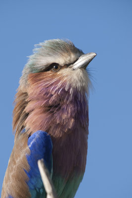 Vorkstaartscharrelaar / Lilac-breasted roller