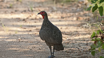 Swainson's Spurfowl / Swainsons Frankolijn