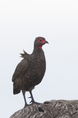 Swainson's Spurfowl / Swainsons Frankolijn