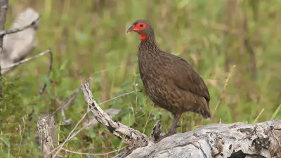 Swainson's Spurfowl / Swainsons Frankolijn