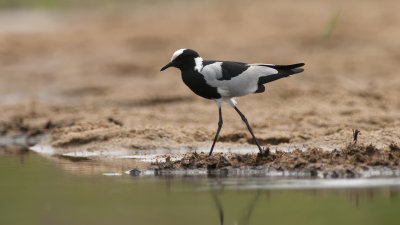 Blacksmith Lapwing / Smidsplevier