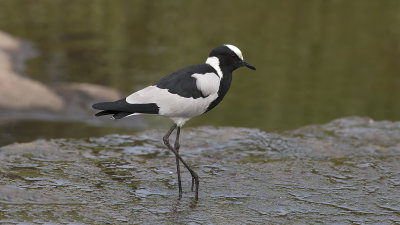 Blacksmith Lapwing / Smidsplevier