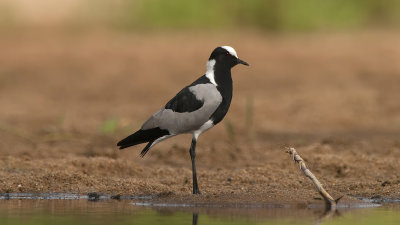 Blacksmith Lapwing / Smidsplevier