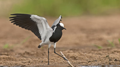 Blacksmith Lapwing / Smidsplevier