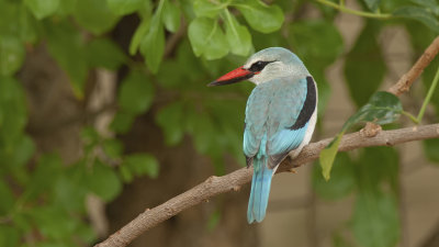 Woodland Kingfisher / Senegal-ijsvogel