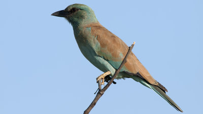 Scharrelaar / European roller