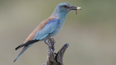 Scharrelaar / European roller