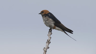 Lesser Striped Swallow / Savannezwaluw