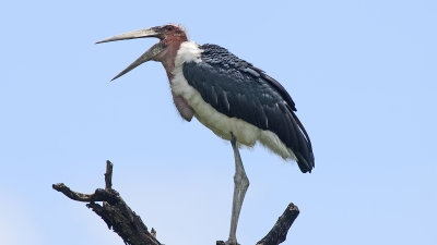 Marabou Stork / Afrikaanse Marabou