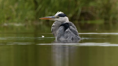 Grey heron 5.jpg
