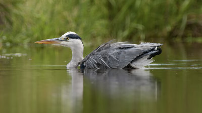Grey heron 6.jpg