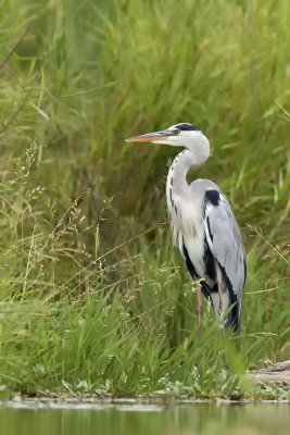 Grey heron 7.jpg