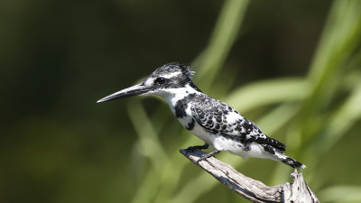 Pied Kingfisher / Bonte IJsvogel
