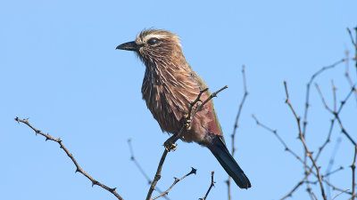 Roodkruinscharrelaar / Purper roller