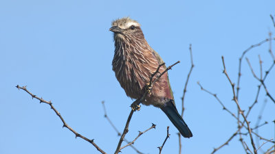 Roodkruinscharrelaar / Purper roller