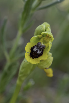Ophrys lutea / Gele orchis