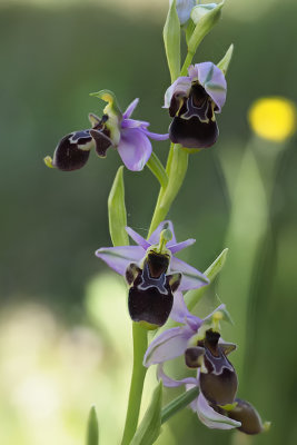 Ophrys scolopax / Sniporchis