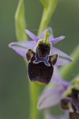 Ophrys scolopax / Sniporchis