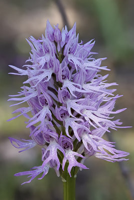 Orchis italica / Italiaanse orchis