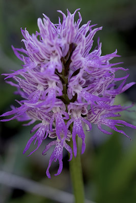 Orchis italica / Italiaanse orchis